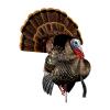 Avian-X HDR Strutter Turkey Decoy and Avian-X HDR Feeding Hen Turkey Decoy Bundle view 2