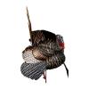 Avian-X HDR Strutter Turkey Decoy and Avian-X HDR Feeding Hen Turkey Decoy Bundle view 3