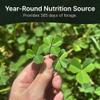 Hit List Seed Triple Threat Clover Food Plot Seeds for Deer [Perennial] - Deer Food Plot Seed Perennial - Ladino/Red/Crimson Clover - Spring, Summer & Fall Planting - 3 lbs view 4