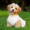 Funny Corgi Dog Sundress - Unique Design Dog Dress Shirt - Cartoon Dog Clothing - White, L view 4