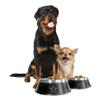 Littlearth NFL All Pro Pet Bowl, Dallas Cowboys, Small view 2