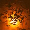 Apollo Underwater LED Lighting System, Underwater Dock Light, Fish Light (Orange, 80 Foot Power Cord) view 4