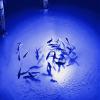 Apollo Underwater LED Lighting System, Underwater Dock Light, Fish Light (Blue, 80 Foot Power Cord) view 4