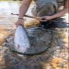 6 wt. 11'0" 4 pc. P3 TH Rod view 3