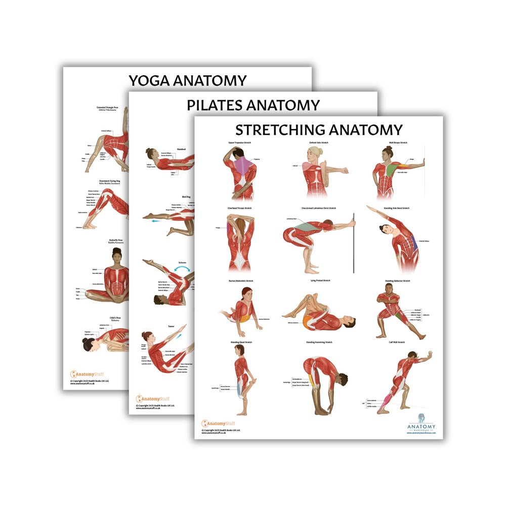 Anatomy Lab Yoga, Pilates, and Stretching Anatomy Poster Set - 3 PACK LAMINATED, Anatomy and Physiology Poster, 17.3 x 22.5 Inches, Stretching Exercise Chart Posters for Wall