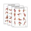 Anatomy Lab Yoga, Pilates, and Stretching Anatomy Poster Set - 3 PACK LAMINATED, Anatomy and Physiology Poster, 17.3 x 22.5 Inches, Stretching Exercise Chart Posters for Wall view 1