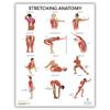 Anatomy Lab Yoga, Pilates, and Stretching Anatomy Poster Set - 3 PACK LAMINATED, Anatomy and Physiology Poster, 17.3 x 22.5 Inches, Stretching Exercise Chart Posters for Wall view 4