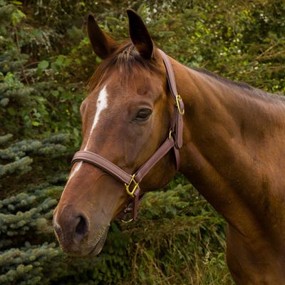 JPC Equestrian Henri de Rivel Vegan-X Leather Halter
