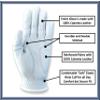 Scale Wear University of Norther Iowa Panthers Cabretta Leather Golf Gloves with 3 Magnetic Ball Markers. RH & LH Men's & Youth Boys Golf Gloves (Youth-M, Right (Fits Left Hand)) view 4