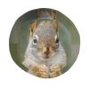 Cute Squirrel Bucket Hat Wide Brim Protection Sun Hat Boonie Hats Fishing Hiking Outdoor Animal Hats for Men and Women view 4