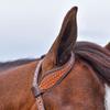 Schneiders Double S One Ear Bosal Set | Complete One Ear Bosal Set, Adjustable Size, Comfortable for Sensitive Noses, Basketweave Tooled Design, Soft Poly Mecate | view 4