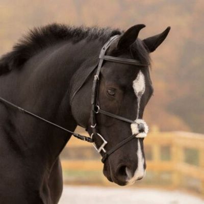 KL Select Black Oak Birch Black Figure 8 Bridle Black Full Size