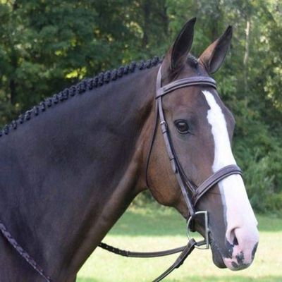 Black Oak Spruce Bridle