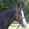 Black Oak Spruce Bridle view 1