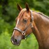 Joseph Sterling Dorchester Padded Leather Halter for Horses | Masterful Craftsmanship | Extra Comfort with Padded Nose and Poll | Ideal for Show and Stable | Adjustable Fit | Size Thoroughbred view 2