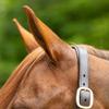 Joseph Sterling Dorchester Padded Leather Halter for Horses | Masterful Craftsmanship | Extra Comfort with Padded Nose and Poll | Ideal for Show and Stable | Adjustable Fit | Size Thoroughbred view 3