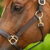 Joseph Sterling Dorchester Padded Leather Halter for Horses | Masterful Craftsmanship | Extra Comfort with Padded Nose and Poll | Ideal for Show and Stable | Adjustable Fit | Size Thoroughbred view 4