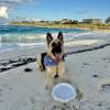 Bluewater Dog Frisbee - Waterproof, Floating, Lightweight, Aerodynamic Disc for Dogs Puppy - Summer Bundle (3 Pack - Yellow, White, and Ocean Blue) view 3