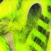 Hareline Fly Tying Magnum Tiger Barred Strips - Black Barred Chartreuse Over Fl. Yellow view 1
