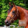 Billy Royal Saratoga Padded Leather Halter for Horses | Grade A Hand-Rubbed Leather | Padded Comfort Design | Adjustable Fit | Brass Hardware for Everyday Use | Size Full Size view 2