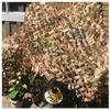 Camouflage Garden Netting Heavy Duty 1M 2M 3M Light and Durable, Hunting Camouflage Net, Outdoor Beach Garden Pergola Shade Net Decoration, Oxford Cloth, Camo Netting Car Cover,Desert ( Size : 3m x 6m view 4