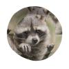 Cute Raccoon Bucket Hats Fashion Sun Cap Packable Outdoor Animal Fisherman Hat for Women and Men view 4