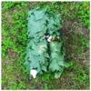 AITAF Camo Netting for Ceiling 1m 2m 3m 4m Camouflage Net Military Nets Lightweight Durable Without Grid for Sunshade Decoration Hunting Blind Shooting (Size : 2m x 3m) view 1