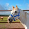 Reinsman Deluxe Nylon Adjustable Throat & Nose 1" Durable Brass Hardware Comfortable Double Triple Ply Classic Everyday Horse Riding Leading Strap Halter, Small, Royal Blue view 2