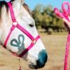 Reinsman Deluxe Nylon Adjustable Throat & Nose 1" Durable Brass Hardware Comfortable Double Triple Ply Classic Everyday Horse Riding Leading Strap Halter, Horse, Pink view 3