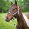 Reinsman Deluxe Nylon Adjustable Throat & Nose 1" Durable Brass Hardware Comfortable Double Triple Ply Classic Everyday Horse Riding Leading Strap Halter, Weanling, Grey view 2