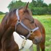 Reinsman Deluxe Nylon Adjustable Throat & Nose 1" Durable Brass Hardware Comfortable Double Triple Ply Classic Everyday Horse Riding Leading Strap Halter, Weanling, Grey view 3