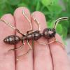 Opexicos 2Pcs Simple stripe enamel big ant brooch exaggerated insect Pin Brooches Accessories view 2