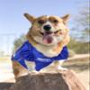 NCAA College University of Kentucky Wildcats Mesh Jersey for Dogs & Cats, Small. Licensed Big Dog Jersey with Your Favorite Football/Basketball College Team (Pack of 2) view 4
