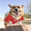 NCAA College Nebraska Huskers Mesh Jersey for Dogs & Cats, Medium. Licensed Big Dog Jersey with Your Favorite Football/Basketball College Team (Pack of 2) view 4