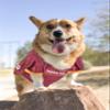NCAA College Virginia Tech Hokies Mesh Jersey for Dogs & Cats, XX-Large. Licensed Big Dog Jersey with Your Favorite Football/Basketball College Team (Pack of 2) view 4