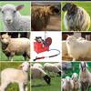 550W Electric Sheep Clipper Grinder Blade Sharpener Machine Goat Sheep Shearing Clipper Goat Shears Scissors, Diameter Thick Aluminum Grinding Disc for Sheep Cattle Farm,13straightblade view 3
