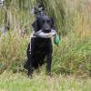 HuntEmUp Waterfowl Training Scent for Dogs, 2oz  Scents to Field-Train Hunting Dog for Tracking and Retrieving Ducks and Geese for Upland Hunts view 3