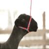 Weaver Leather Poly Rope Sheep Halter Bundle (Mint/Black/Gray and Hot Pink/Coral/Mint) view 4