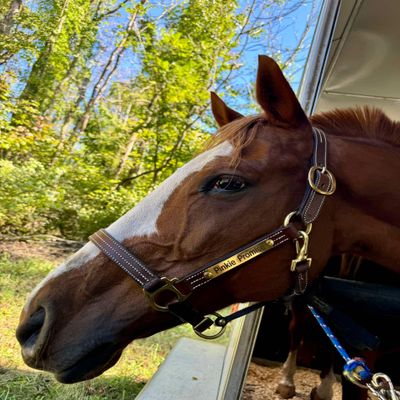 Leaders Leather Halter for Horses with Customized Engraved Name Plate Option Halter for Horse (Cob Size)