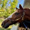 Leaders Leather Halter for Horses with Customized Engraved Name Plate Option Halter for Horse (Cob Size) view 1
