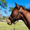 Leaders Leather Halter for Horses with Customized Engraved Name Plate Option Halter for Horse (Cob Size) view 2