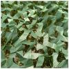 AITAF Camo Netting,Camouflage Net 1m 2m 3m 4m 5m Military Net Lightweight Durable Without Grid for Hunting, Decoration,Sun Shade,Theme Party,Camping,Hunting Blind,Outdoor (Size : 2m x 5m) view 2