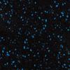 4' x 15' x 8mm Rolled Rubber Floor for Fitness & Workout Spaces (10% Blue Bird)