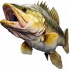 Walleye 2.0 Beautiful Fish Decal | Fishing Decal for Boat, Car, Vehicle, Truck Etc. | Waterproof Vinyl Sticker | Many Sizes & Styles Available | 12" to 40" by Digital Fish Art (Large, Position 2R) view 1
