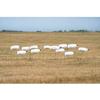AVERY GHG Pro-Grade Windsock Decoys - Snow Goose Without Heads view 1