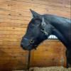 Leaders Leather Halter for Horses with Customized Engraved Name Plate Option Halter for Horse Black/Brass (Horse) view 1