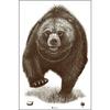 Alaska State Parks Bear Target Rifles Pistols Arrows Hunting Shooting Range Law Enforcement Training Replace Accessories (23 x 35 Inch 100 Pack) view 1