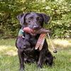 HuntEmUp Pheasant Training Scent Kit for Dogs, 2oz  Scents to Train Hunting Dogs for Tracking and Retrieving Pheasants on Upland Hunts view 4