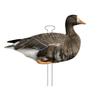 Higdon Outdoors Flats | Specklebelly Standard Silhouette Decoys for Waterfowl Hunting | Lightweight Weather Resistant Goose Decoys with Easy Carry Stakes | Non-Flocked 12 Pack view 4