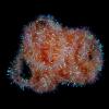 Semperfli Pearl Chenille 8 mm Medium Coral view 3